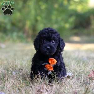 Waffles, Cavapoo Puppy